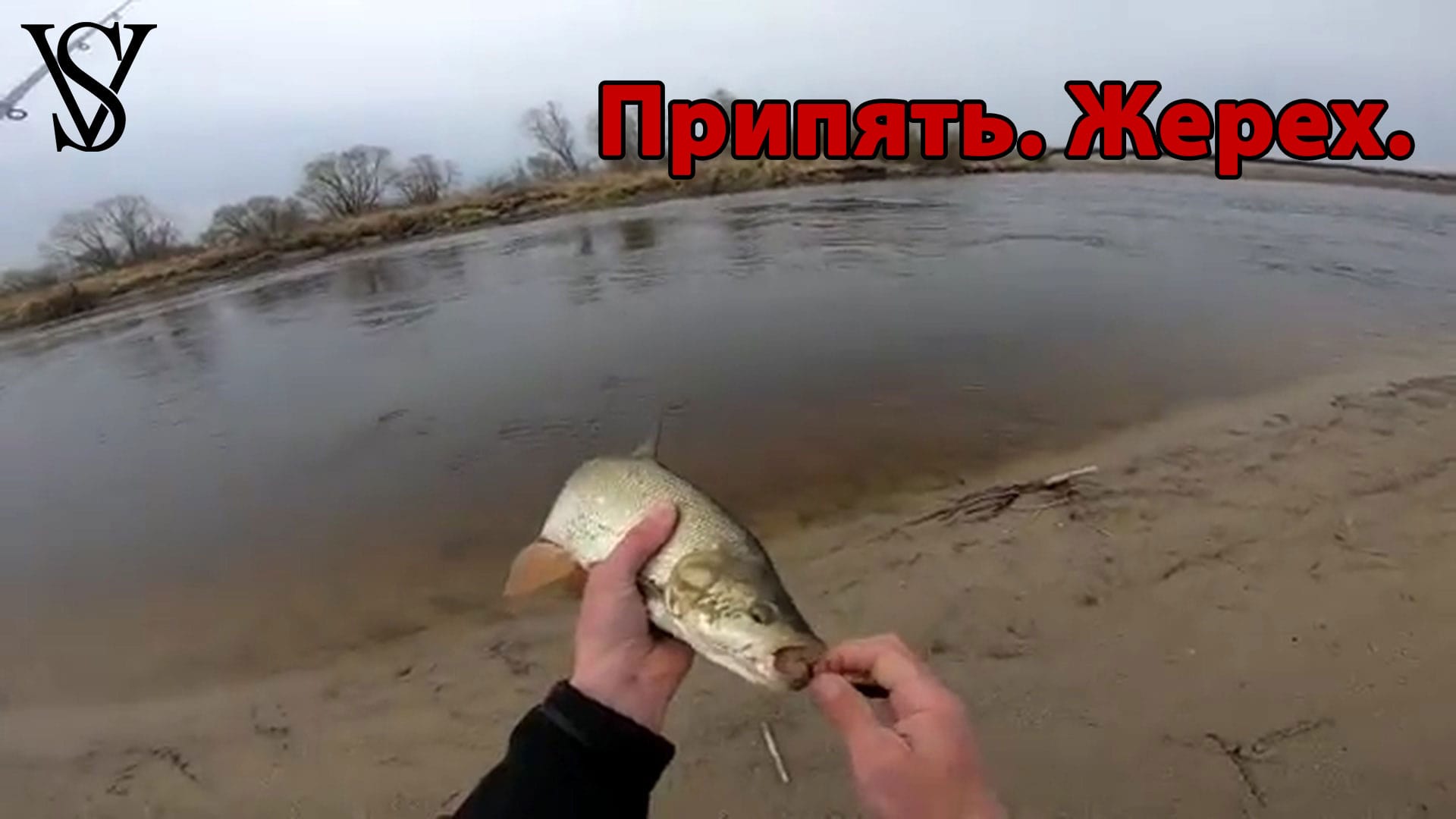 Asp. We catch easily.
